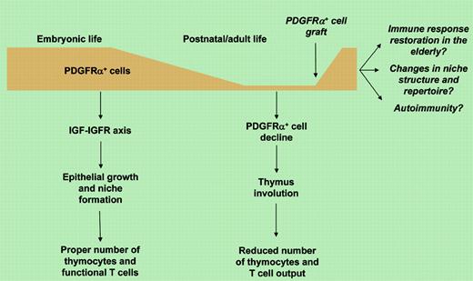 Mesenchyme regulates thymic growth.