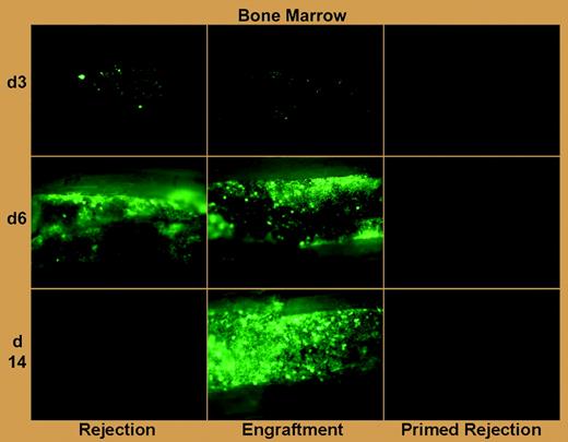 Antibody-mediated rejection of donor BM in primed mice is far more rapid than T-cell–mediated rejection in naive mice. See the complete figure in the article beginning on page 1307.