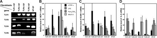 Figure 1. Genotype and agonist responses of TLR-deficient and WT-EFs. gDNA was extracted from the TLR-deficient and wild-type EFs and amplified by PCR using primers for amplification of TLR1, TLR2, TLR4, or TLR6 DNA as described in Table S1. The position of the amplified bands was as expected for the size of the different PCR products (A). To analyze their functional characteristics, the fibroblasts were stimulated for 4 hours with 100 ng/mL Pam3CSK4 (a TLR1/TLR2 agonist), 100 ng/mL MALP-2 (a TLR2/TLR6 agonist), 1 μg/mL LPS (a TLR4 agonist), or 100 ng/mL mTNF-α. MCP-1 (B), ICAM-1 (C), and IL-6 (D) mRNA were quantified by qRT-PCR and expressed as relative mRNA level, which corresponds to the ratio of mRNA in cells incubated with agonists over that in cells incubated without agonists. The mRNA expression level of the samples was normalized to β-actin mRNA. Data are mean values ± SE of 3 independent experiments.