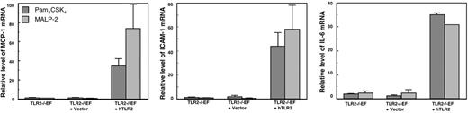 Figure 3. Response to TLR2-specific agonists of TLR2−/−EFs transfected with hTLR2. Responses were compared for TLR2−/−EFs or TLR2−/−EFs transfected with hTLR2 (TLR2−/−EF + hTLR2) or with the empty vector (TLR2−/−EF + vector). The cells were stimulated for 4 hours with 100 ng/mL Pam3CSK4 or 100 ng/mL MALP-2. The results show mRNA levels of MCP-1, ICAM-1, and IL-6 quantified by qRT-PCR. Data are mean value ± SE of 3 independent experiments.