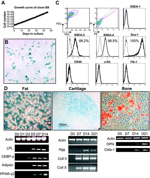 Figure 2. Characterization of MSC clone B9. (A) Growth curve of B9 cells obtained by single-cell sorting from the bulk population at 33 cell doublings. (B) Clonal cells have similar morphology to the parental population and stained positive for X-Gal. (C) Flow cytometric analysis of B9 cells at passage 4. Histogram profiles are gated on forward and side scatters, and PI negative (live) cells are shown in the first 2 panels. Plots show isotype control staining profile (thin line) versus specific antibody staining profile (thick line). Percentages represent the fraction of cells that express a given surface antigen. (D) Multilineage differentiation of clone B9 at passage 18 for fat (left) demonstrated by Oil Red O staining (top left) and expression of fat-specific markers in a time-course study (bottom left); for cartilage (middle) shown by Alcian Blue staining (top middle) and expression of cartilage markers (bottom middle); and for bone (right) demonstrated by Alizarin Red S staining (top right) and expression of bone-specific genes (bottom right). For panels B and D, original magnification was 10×/0.3 NA Ph1.