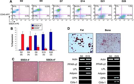 Figure 3. SSEA-4 marks murine MSCs. Time course for SSEA-4 and CD45 expression in BM adherent cells by flow cytometry. (A) A representative FACS profile of BM adherent cells analyzed for SSEA-4 and CD45 expression at 2, 4, 7, 14, 21, and 28 days in culture. Fluorescence intensity of SSEA-4 (PE-conjugated) is indicated on the x-axis, and CD45 (APC-conjugated) is shown on the y-axis. Percentages represent the fraction of cells that express a given surface antigen. (B) SSEA-4 and CD45 expression over time at days 2, 4, 8, 15, and 22. The numbers in parentheses below the bars represent the number of independent bone marrow cultures that were assayed at that time point. Error bars indicate standard error. (C) Two days after BM was harvested, adherent BM cells were sorted for SSEA4. Although SSEA4+ and SSEA-4− cells were plated at the same cell density, SSEA-4− cells failed to grow (left), whereas SSEA4+ cells demonstrated extensive growth (right). (D) Expanded SSEA4+ cells were capable of differentiating along fat and bone lineages when induced with appropriate media, as observed by Oil Red O (top left) and Alizarin Red S staining (top right), respectively, as well as by gene expression analyses (shown below). Original magnification for panels C and D, 10×/0.3 NA Ph1.