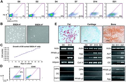 Figure 4. SSEA-4 can be used to prospectively isolate human MSCs. (A) A representative FACS profile of time course analyses of SSEA-4 expression in fresh unsorted human BM (D0) and adherent cells at 2, 4, 7, 14, and 21 days in culture. Fluorescence intensity of FITC-labeled SSEA-4 is indicated on the x-axis. Percentages represent the fraction of cells that express SSEA-4 (background is subtracted). The y-axis represents PE, which provides a measure of autofluorescence. (B) Fresh BM was sorted based on SSEA-4 expression. SSEA4+ and SSEA-4− cells were plated at the same cell density (3 × 104 cells/cm2). SSEA-4− cells failed to grow (left), whereas SSEA4+ cells demonstrated extensive growth (right). (C) Growth curve of SSEA-4+ cells sorted on day 0 and plated at 6.3 × 104 cells. (D) SSEA-4 and CD45 expression on SSEA-4+–sorted cells at passage 2. (E) After appropriate induction, day-0 sorted SSEA4+cells were capable of differentiating along fat (left), cartilage (middle), and bone (right) lineages, as observed by Oil Red O, Alcian Blue, and Alizarin Red S staining, respectively (top row), as well as by relevant gene expression analyses (bottom row). Gene expression for unrelated lineages (controls) is shown below. Original magnification for panels B and E, 10×/0.3 NA Ph1.
