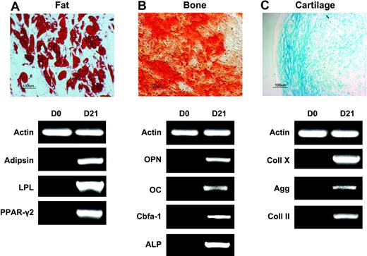 Figure 6. Clonal multipotentiality of SSEA-4+ cells. Multilineage differentiation of a representative mesenchymal stem cell clone obtained from SSEA4+ cells isolated from human BM aspirates. Fat (A), bone (B), and cartilage (C) differentiation were observed by Oil Red O, Alizarin Red S, and Alcian Blue staining (top), respectively, as well as by relevant gene expression analyses (bottom). Original magnification, 10×/0.3 NA Ph1.