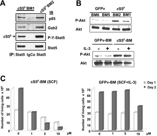 Figure 4. cS5F interacts with Gab2 and PI3-K and induces Akt activation in transformed bone marrow cells. (A) Stat5 was immunoprecipitated from 2 cS5F-expressing BM-cell lysates (BM1 and BM2). Subsequently, the content in p85 and Gab2 proteins was evaluated in the Stat5 immunoprecipitates by Western blotting using the indicated antisera. Cell lysates were also immunoprecipitated with an isotypic control IgG antibody. (B) BM-cell lysates from 2 mice that received a transplant of cS5F or from 2 control GFPv mice (top) and lysates from GFPv BM and cS5F BM cells stimulated or not with IL-3 (10 ng/mL) for 30 minutes (bottom) were analyzed by Western blotting with the indicated antibodies. (C) cS5F-expressing BM and control GFPv BM cells cultured in the presence of SCF and SCF + IL-3, respectively, were incubated or not with different concentrations of LY294002 for 48 hours. The number of living cells was determined daily using the trypan blue dye exclusion method. Results are the mean of 3 independent experiments.