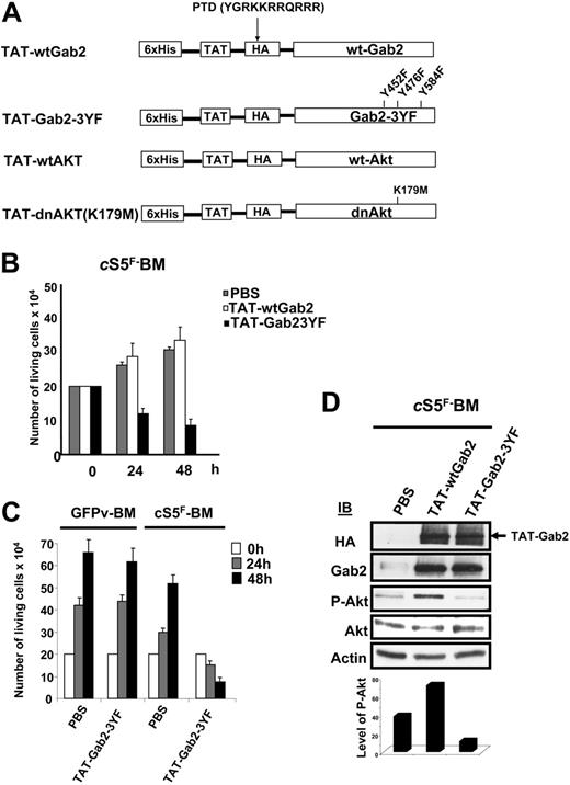 Figure 5. Effects of recombinant TAT-Gab2 fusion proteins on cS5F-induced cell growth and Akt phosphorylation. (A) Schematic representation of TAT-Akt and TAT-Gab2 constructs. The different cDNAs were introduced into the bacterial expression vector pTAT-HA. Resulting recombinant Akt (wt and dn) and Gab2 (wt and Gab23YF) proteins were fused in their N-terminal part to a 6 ×His-Tag followed by the protein transduction domain (PTD) of the TAT protein and a HA tag sequence. (B) cS5F BM cells were transduced or not with 100 nM of the different TAT-Gab2 proteins during 48 hours, and the number of living cells was determined daily using the trypan blue dye assay. Results are the mean of 3 independent experiments performed with 2 independent cS5F BM-cell cultures. (C) GFPv BM cells and cS5F BM cells were transduced with 100 nM TAT-Gab23YF fusion protein, and growth of the cells was determined daily. Results are the mean of 3 independent experiments. (D) After extensive washes, lysates from transduced cS5F BM cells were prepared and analyzed by Western blotting with the indicated antibodies. Densitometric analysis was also performed to determine the ratio of P-Akt/Akt in the different samples (bottom).