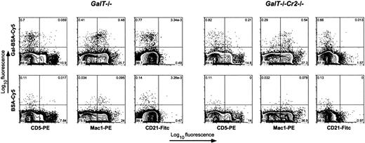 Figure 1. Phenotypic similarity of anti-αGal receptor-bearing B cells in GalT−/− and GalT−/−Cr2−/− mice. PerC cells were stained with the indicated antibodies and Gal-BSA (top) or BSA (bottom) conjugated with Cy5 fluorochrome. Shown are representative FACS plots of PerC cells gated for CD19+ lymphocytes. Anti-αGal receptor-bearing cells in both GalT−/− and GalT−/−Cr2−/− mice were CD19+CD5−CD21−Mac1+/low.