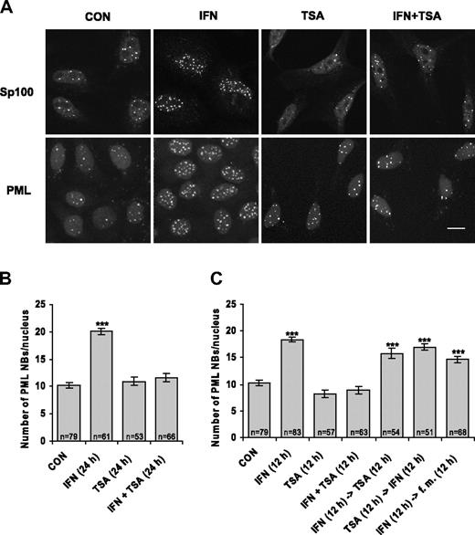 Figure 1. IFNα-induced increase of PML NB number is suppressed by TSA. (A) Confocal images of HeLa cells untreated (CON) or treated with 1000 U/mL interferon-α (IFN), 500 ng/mL trichostatin A (TSA), or their combination (IFN + TSA) for 24 hours, immunostained with Sp100 or PML antibody; nuclei were costained with Sytox. Images were acquired by a Leica TCSSP confocal laser-scanning microscope equipped with a Leica HCX PL APO 63×/1.32 NA oil-immersion objective lens, and were processed by Leica Confocal Software version 2.5 (Leica Microsystems Heidelberg GmbH, Mannheim, Germany) and Adobe Photoshop 5.5 (Adobe Systems, San Jose, CA). Bar represents 10 μm. (B-C) Quantification of PML NBs. HeLa cells were treated with IFN, TSA, or IFN + TSA for the indicated time; were incubated first with one drug for a period of 12 hours and then incubated with the second drug after washing with PBS; or were maintained in the fresh medium (fm) for the next 12 hours as indicated for each column. The number of PML NBs per nucleus detected by PML antibody was counted on a total projection of confocal sections (1 section per 0.4 μm) through entire cell nucleus. n indicates the number of counted cells for each condition. Error bars represent standard error. Statistically significant differences to the control (untreated cells) are indicated by ***P < .001.