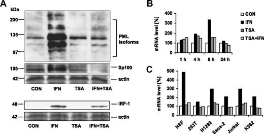 Figure 2. TSA suppresses IFNα-induced PML transcription. (A) Western blot analysis of PML, Sp100, and IRF1 proteins in HeLa cells. Cell lysates (50 μg total protein) were loaded on the SDS gels. Proteins were detected by the indicated antibodies; Coomassie- or Ponceau S–stained bands of actin were used as a loading control. (B-C) Real-time RT-PCR quantification of PML mRNA. (B) HeLa cells were treated with 1000 U/mL interferon-α (IFN), 500 ng/mL trichostatin A (TSA), or both (IFN + TSA) for 1, 4, 8, and 24 hours. PML mRNA levels were normalized to GAPDH; the same results were obtained using other 2 control genes—actin and 18S rRNA (not shown). (C) Various cell lines were treated with IFN, TSA, or IFN + TSA for 8 hours, and PML mRNA was quantified by real-time RT-PCR relative to GAPDH.