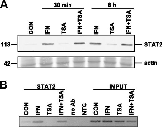 Figure 4. TSA does not affect IFNα-induced translocation of STAT2 to nucleus and STAT2 binding to PML promoter. (A) Western blot analysis of STAT2 in nuclei of HeLa cells treated with 1000 U/mL IFNα, 500 ng/mL TSA, or both simultaneously for either 30 minutes or 8 hours. Nuclear extracts (25 μg total protein) were loaded on 8% SDS gels (Ponceau S–stained band of actin is shown for equal loading). (B) Chromatin immunoprecipitation using STAT2 antibody and PCR amplification of PML promoter region containing ISRE element (located at +606 to +618 after the most 5′ major transcription start according to Stadler et al20). To exclude unspecific binding to G-Sepharose beads, we performed ChIP in the absence of the antibody (no Ab). The negative nontemplate control (NTC) reaction excluded unspecific PCR amplification. Cells were treated with the indicated drugs for 8 hours.