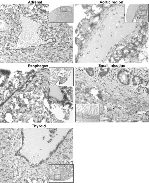 Figure 2. Immunolocalization of Survivin ΔEx3 in normal tissues. A tissue microarray (TMA) was constructed with normal healthy tissues from a variety of organs. TMA slides were immunostained with an antibody against Survivin ΔEx3. Survivin ΔEx3 localized to the cytoplasm of vascular endothelial cells of blood vessels within all tissues examined including the adrenal cortex, aortic region, esophagus, thyroid, and small intestine, shown here. Arrow indicates blood vessel within small intestine.