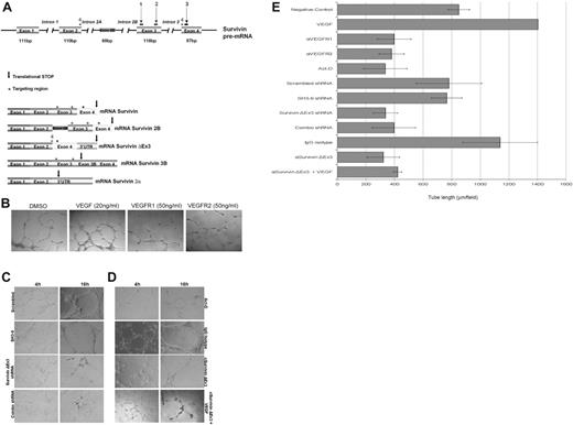 Figure 5. Disruption of Survivin ΔEx3 inhibits vascular tube formation in vitro. (A) Schematic representation of the Survivin gene structure and shRNA targeting regions. Colored boxes represent exons from the SURVIVIN gene. The 5 identified splice variants are represented, and the targeting region is shown as an asterisk above the area targeted. The arrow represents the location of the translational stop in each of the mRNAs. Numbers 1 to 3 consist of the combination of shRNAs previously described,12 whereas number 4 represents the Survivin ΔEx3–specific shRNA. (B) HUVE cells were treated with VEGFR1 or VEGFR2 blocking antibodies (50 ng/mL) or supplemented with VEGF (20 ng/mL); (C) HUVECs were transfected with scrambled shRNA, non–Survivin ΔEx3 shRNA (SH3-9), Survivin ΔEx3 shRNA, or a combination of 3 Survivin shRNAs; or (D) HUVECs were treated with Survivin ΔEx3 antibody (10 μg/mL), Survivin ΔEx3 antibody (10 μg/mL) plus VEGF (20 ng/mL), isotype control antibody (10 μg/mL), or actinomycin-D (7.5 μg/mL) and plated on growth factor–reduced BME in 96-well plates. For all conditions, tube formation was assayed at 4 and 16 hours and quantitative data were collected at the 16-hour time point by measuring the length of the tubules formed under an inverted light microscope at ×100 magnification (40×/0.75 objective lens). Quantitative data shown in panel E are mean ± SE of 5 replicates per sample.
