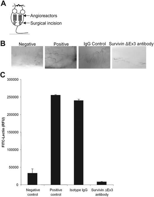 Figure 7. Disruption of Survivin ΔEx3 results in a diminished angiogenic response in vivo. (A-C) DIVAA was performed as previously described. Angioreactors (A) were prefilled with extracellular matrix with or without the angiogenic factors heparin and FGF-2 (negative and positive controls) or containing angiogenic factors and supplemented with IgG control or Survivin ΔEx3 antibody, then implanted into the dorsal flanks of athymic nude mice. (B) After 11 days, the angioreactors were removed and photographed under a dissecting microscope to establish blood vessel invasion. (C) Quantification of angiogenic responses was performed after recovery of cell pellets from the angioreactors following dispase digestion and staining with FITC-lectin. Results represent the mean fluorescence ± SE from 4 replicates.