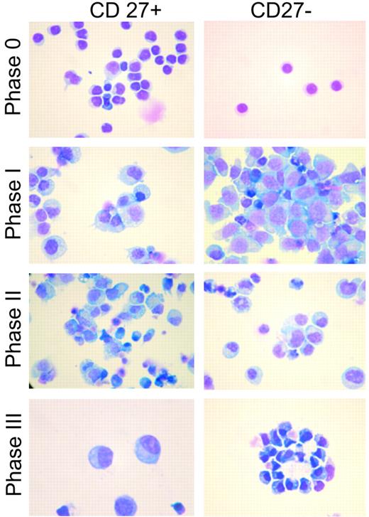 Figure 5. Morphology of CpG DNA2006–activated CD27+ and CD27− B cells. Wright-Giemsa staining was used to demonstrate morphologic differences between the initial CD27+ and CD27− peripheral blood B cells as well as differentiation changes following each phase of the culture system for both populations. By the end of phase III, CD27+ and CD27− B cells had an identical plasmablast morphology. Results are representative of 4 independent experiments, each from a different blood donor. Images were photographed using a Nikon Labophot microscope (100×/1.17 numerical aperture oil objective) with a Nikon Coolpix digital camera using the manufacturer's software (Nikon, Melville, NY). JPEG images were viewed using Adobe Photoshop CS2 (Adobe Systems, San Jose, CA), and contrast adjustments were made.