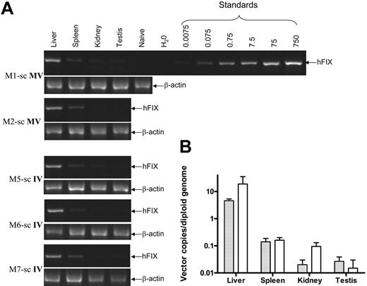 Figure 3. Biodistribution of AAV vector following mesenteric and peripheral vein administration of scAAV2/8-LP1-hFIXco. (A) Results of semiquantitative PCR analysis in which 1 μg genomic DNA, isolated from the indicated organs at 4 weeks after administration of 1 × 1012 vg/kg scAAV2/8 particles via the mesenteric (top 2 panels) or peripheral venous route, was subjected to PCR using primers unique to hFIXco and designed to amplify a 617 bp product. Integrity of the DNA was determined by amplifying a 604 bp region of the rhesus β-actin gene and is shown at the bottom of each panel. (B) Q-PCR reactions were performed in duplicate to quantitate transgene copy number in each organ after peripheral (⊡, n = 3) and mesenteric (□, n = 2) vein administration of scAAV2/8. The results are represented as vector copy number per diploid genome together with standard errors of mean.