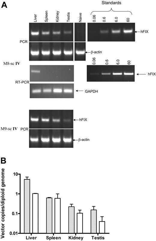 Figure 5. Biodistribution of scAAV2/5-LP1-hFIXco following peripheral vein administration of scAAV2/5. (A) One microgram of genomic DNA, isolated from the indicated organs 4 weeks after peripheral vein administration of 1 × 1012 vg/kg scAAV2/5 particles in M8-sc (top set of panels) and M9-sc (bottom set of panels), was subjected to PCR using primers unique to hFIXco designed to amplify a 617 bp product. Integrity of the DNA was determined by amplifying a 604 bp region of the rhesus β-actin gene and is shown at the bottom of these panels. The middle panel is RT-PCR analysis of RNA extracted from the organs of M8-sc. Integrity of the RNA was determined by amplifying a 295 bp region of the rhesus GAPDH gene and is shown at the bottom of the panel. (B) Q-PCR reactions were performed in duplicate on genomic DNA to establish transgene copy number in each organ after peripheral (⊡, n = 3) and mesenteric (□, n = 2) vein administration of scAAV2/5. The results are represented as vector copy number per diploid genome together with standard errors of mean.