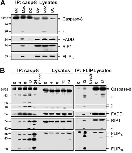 Figure 2. Caspase-8 association with FADD, RIP1, and FLIP proteins in cells undergoing macrophagic differentiation. (A) Peripheral-blood monocytes (Mo) were treated for 2 days as in Figure 1 to induce their differentiation into macrophages (Mac) or dendritic cells (DC) before lysis. These lysates were used for immunoblotting before (Lysates) or after (IP:casp-8) immunoprecipitation with an anti–caspase-8 antibody. (B) U937 cells were exposed to 20 nM TPA for indicated times (hours) before analysis as in panel A or using an anti-FLIP antibody (IP:FLIP) for immunoprecipitation. Molecular weights are in kilodaltons. The asterisk indicates cleavage products. Beads are a negative control without antibody for immunoprecipitation. One representative of at least 3 independent experiments is shown.