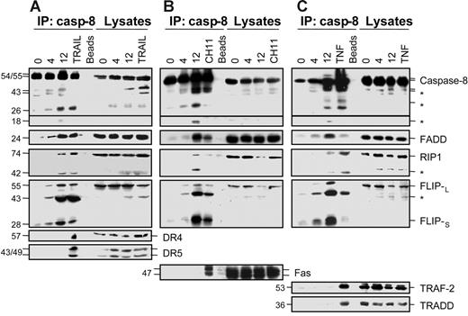 Figure 3. Caspase-8 does not associate with death receptors in cells undergoing macrophagic differentiation. U937 cells were exposed to 20 nM TPA for indicated times (hours) before lysis. These lysates were used for immunoblotting before (Lysates) or after (IP:casp-8) immunoprecipitation with an anti–caspase-8 antibody. As positive controls, U937 cells were treated with 500 ng/mL TRAIL for 30 minutes (A) or 100 ng/mL CH11 Fas antibody plus 0.8 μg/mL CHX for 30 minutes (B) or 500 ng/mL of TNF-α for 3 hours (C). Molecular weights are in kilodaltons. The asterisk indicates cleavage products. Beads are negative controls without antibody for immunoprecipitation. One representative experiment is shown.