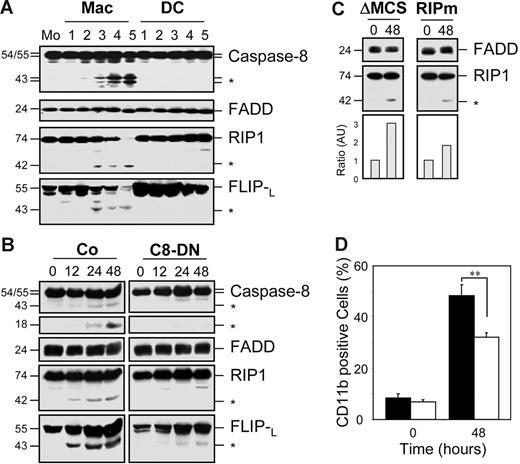 Figure 5. Caspase-mediated RIP1 and FLIP cleavage in cells undergoing macrophagic differentiation. (A) Peripheral-blood monocytes (Mo) were treated as in Figure 1 for indicated times (days) to trigger their differentiation into macrophages (Mac) or dendritic cells (DC) before analyzing the expression of indicated proteins by immunoblotting. (B) U937 cells transfected with either an empty vector (Co) or a mutated caspase-8–expressing vector (C8-DN) were treated with 20 nM TPA for indicated times (hours) before immunoblot analysis of indicated proteins. (C-D) U937 cells transduced with a lentivirus encoding an empty vector (ΔMCS or ▪) or RIP1 mutated on the caspase cleavage site (RIPm or □) were exposed to TPA as in panel B before (C) immunoblot analysis of indicated proteins. RIP1 cleavage fragment was normalized to FADD expression (fold increase). *Cleavage fragment. (D) CD11b expression measured by FACS analysis. One representative of at least 3 independent experiments is shown, or mean ± SD of 3 independent experiments. **P < .01.