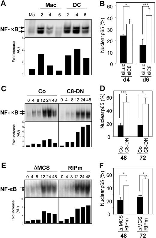 Figure 6. Caspase-8 activity is required for modulation of NF-κB activation. (A) Primary monocytes (Mo) were exposed for indicated times (days) to 100 ng/mL M-CSF to trigger their macrophagic differentiation (Mac) or 100 ng/mL GM-CSF plus 10 ng/mL IL-4 for inducing their differentiation into dendritic cells (DC). NF-κB DNA-binding activity was assessed by EMSA (top panel) and the results were analyzed using a PhosphorImager and expressed relative to untreated cells (bottom panel). (B) Monocytes transfected with either luciferase (siLuc) or caspase-8 siRNA (siC8) were treated for 4 days (d4) or 6 days (d6) with M-CSF before quantifying nuclear p65+ cells by immunofluorescence. (C-D) U937 cells stably transfected with a caspase-8 dominant-negative mutant (C8-DN) or the corresponding empty vector (Co) were exposed to 20 nM TPA for indicated times (hours). (C) NF-κB DNA-binding activity was assessed by EMSA as in panel A. (D) The percentage of cells with nuclear p65 was determined by immunofluorescence as in panel B. (E-F) U937 cells stably transfected with a lentivirus encoding RIP1 mutated on its caspase cleavage site (RIPm) or the corresponding empty vector (ΔMCS) were exposed to 20 nM TPA for the indicated times (hours). (E) NF-κB DNA-binding activity was assessed by EMSA as in panel A. (F) The percentage of cells with nuclear p65 was determined by immunofluorescence as in panel B; one representative of at least 3 independent experiments, or mean ± SD of 3 independent experiments. * P < .05; ***P < .005.