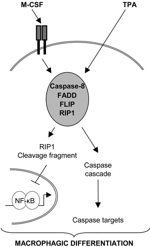 Figure 7. Proposed role for caspase-8 in monocytes undergoing macrophagic differentiation. Exposure of primary monocytes to M-CSF or U937 cells to TPA triggers caspase-8 interaction with FADD, FLIP, and RIP1. Caspase-8 is activated in this multimolecular platform, which induces the cleavage of RIP1. In turn, RIP1 cleavage fragment could down-regulate NF-κB activity. Caspase-8 may also activate downstream caspases that could further contribute to the differentiation pathway by cleaving other cellular targets.