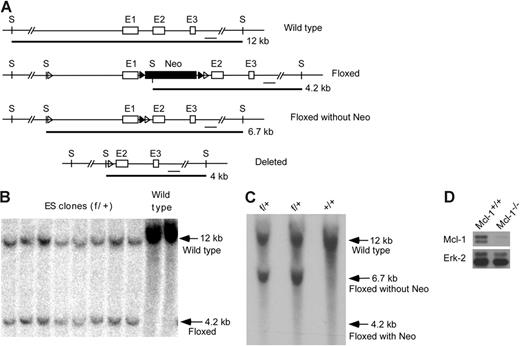 Figure 1. Generation of mice conditionally lacking Mcl-1 expression in neutrophils and macrophages. (A) Schematic of targeting strategy for Mcl-1 allele. E1, E2, and E3 are exons 1-3 of Mcl-1. S indicates SpeI site. The size of alleles digested by SpeI and the probe are shown. (B) Southern blot analysis of gDNA from homologously recombined ES clones and parental ES cells (wild type). gDNA was digested with SpeI and hybridized with probes shown in panel A. (C) Southern blot analysis of gDNA from the tails of Mcl-1f/+ mice after crossing with FLPeR mice. gDNA from wild-type mice (+/+) served as a control for the wild-type allele. (D) Expression of Mcl-1 in BM-derived macrophages. Macrophages derived from 1-week culture of BM from Mcl-1−/− and control mice in the presence of L929-conditioned medium were lysed for Western blot analysis. Erk expression serves as a loading control.