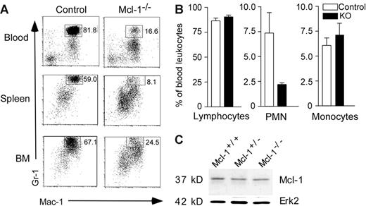 Figure 2. Impaired neutrophil development in Mcl-1–deficient mice. (A) FACS profiles of blood, spleen, and BM of Mcl-1−/− and control mice. Single-cell suspensions were stained with FITC–anti–Mac-1 and APC–anti–Gr-1 monoclonal antibodies. Shown are cells gated on granulocytes based on their forward and side scatter. Numbers indicate the percentage of cells in the gated regions. Data are representative of 3 independent experiments from a group of 9 mice. (B) Percents of lymphocytes, PMN cells, and monocytes in the blood of Mcl-1−/− and control mice. Blood smears were stained with Hema 3 and counted under light microscopy; n = 6 for each group. Data are mean + standard deviation. (C) Expression of Mcl-1 in purified BM neutrophils from Mcl-1−/− and control mice as determined by Western blot. Erk2 serves as a loading control. Data are representative of 2 experiments.
