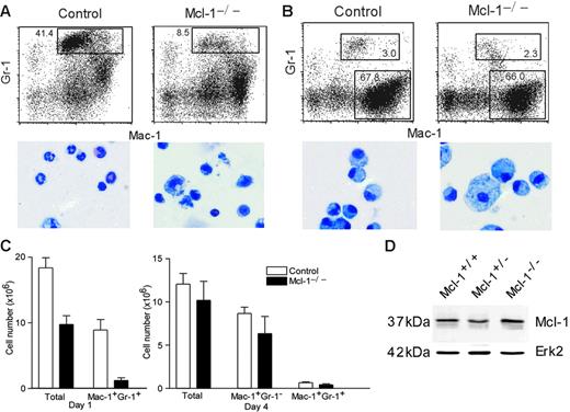 Figure 3. Impaired neutrophil but not macrophage influx in peritonitis. (A) FACS analysis of day 1 peritoneal cells. Peritoneal cells were stained with FITC–anti–Mac-1 and APC–anti–Gr-1. Numbers indicate the percentages of cells in the gated regions. Also shown are cytospin images of peritoneal cells from Mcl-1−/− and control mice. (B) FACS analysis and cytospin images of day 4 peritoneal cells. (C) Numbers of total peritoneal cells, neutrophils, and macrophages at day 1 and day 4 after thioglycollate injection. The numbers of Mac-1+Gr-1+ and Mac-1+Gr-1− cells were calculated by multiplying the percents of cells with the total numbers (n = 6). Data shown are mean + standard deviation. (D) Expression of Mcl-1 in purified peritoneal neutrophils from Mcl-1−/− and control mice as determined by Western blot. Erk2 serves as a loading control. Data are representative of 2 experiments.