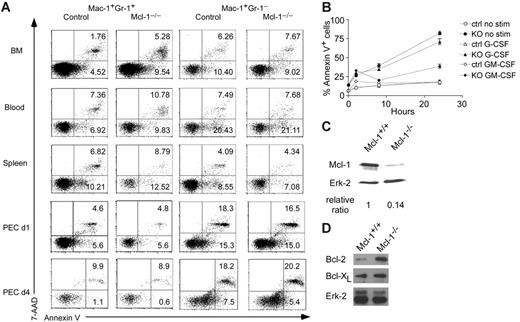 Figure 4. Enhanced apoptosis in Mcl-1−/− neutrophils. (A) Detection of apoptosis in granulocytes and macrophages of Mcl-1−/− mice. Apoptosis was detected by double staining of 7-AAD and annexin V. Mac-1+Gr-1+ and Mac-1+Gr-1− cells from BM, blood, spleen, and peritoneal cavity day 1 and day 4 after thioglycollate injection (PEC d1, d4) were gated for 7-AAD and annexin V staining. Numbers indicate percents in each region. The results are representative of 6 independent experiments from 12 mice. (B) Apoptosis rates of Mcl-1–deficient BM neutrophils with or without growth factor stimulation. BM cells from Mcl-1–deficient (KO) and control mice were stimulated with G-CSF or GM-CSF for different periods of time in triplicates. Mac-1+Gr-1+ cells were examined for apoptosis by flow cytometry. The graph shows the mean and standard deviation of the percentage of apoptotic and dead cells as defined by annexin V+. The results are representative of 3 independent experiments. (C) Mcl-1 expression in purified BM neutrophils treated with 10 ng/mL GM-CSF for 24 hours. Relative protein expression was normalized to Erk-2 expression levels. (D) Western blot analysis of Bcl-2 and Bcl-xL expression in Mcl-1−/− macrophages. BM macrophages were lysed and blotted with anti–Bcl-2 and Bcl-xL antibodies as shown in Figure 1D.