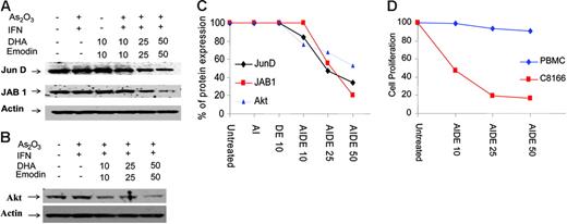 Figure 5. AIDE inhibits Akt and AP-1 pathways in HTLV-I–transformed cells. (A) Western blot analysis of AP-1 members JunD and JAB1 in C8166 cells after treatment with As2O3/IFN-α in the absence or presence of increasing doses of emodin and DHA. Actin was used to confirm equal loading. (B) Western blot analysis of Akt in C8166 cells treated with As2O3/IFN-α in the absence or presence of increasing doses of emodin and DHA. (C) Spot densitometry quantification expressed as the percentage of untreated control (100%) for Akt, JunD, and JAB1. (D) Proliferation assay of C8166 cells and PBMCs treated with As2O3/IFN-α and increasing doses of emodin and DHA.