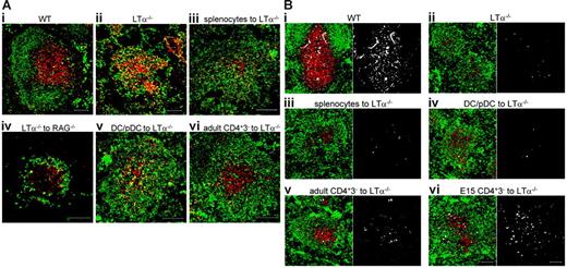Figure 1. Regulation of B/T segregation. (A) Low-magnification confocal images of spleen sections. CD3 is shown in red and IgM in green. Yellow shows colocalization of B and T cells. (i) Wild-type (WT) mice. (ii) LTα−/− mice. (iii) Organization of the spleens of LTα−/− mice 10 days after transfer of normal splenocytes. (iv) Organization of the spleens of RAG−/− mice 10 days after transfer of LTα−/− splenocytes. (v) Organization of the spleens of LTα−/− mice 10 days after transfer of CD11c+-enriched population (DCs and pDCs). (vi) Organization of the spleens of LTα−/− mice 10 days after transfer of CD4+CD3− cells. (B) CCL21 expression. CD3 is shown in red, IgM in green, and CCL21 in white. Single staining for CCL21 is shown in the adjacent box. Scale bars represent 100 μm. Results representative of at least 2 separate experiments.
