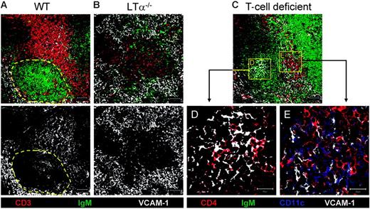 Figure 5. Evidence that CD4+CD3− cells are associated with VCAM-1+ stromal cells. Confocal images of spleen sections showing (A) wild-type (WT) and (B) LTα−/− mice. Dotted yellow area of panel A identifies B follicles in WT mice. To show association of VCAM-1+ cells with CD4+CD3− cells, confocal images from T-cell–deficient mice were analyzed at low magnification (10×) (C), high magnification (63×) of B-cell area (D), and high magnification of T-cell area (63×) from panel C (E). Scale bar represents 50 μm for low magnification, 20 μm for high magnification.