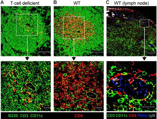 Figure 7. CD4+CD3− cells found around the central arteriole in the spleen and associated with PNAd+ HEVs in the lymph node. Confocal images of T-cell–deficient mouse spleens stained with B220 and CD11c in green, and CD4 in red (A), and normal mouse spleens stained with CD3, B220, and CD11c in green and CD4 in red (B). Area indicated by closed yellow line identifies central arteriole in high magnification images of panels A and B. (C) Confocal images of lymph node from a normal mouse stained with CD3, B220, and CD11c in green, CD4 in red, IgM in gray, and PNAd in blue. Scale bar represents 100 μm for low magnification (10×), and 20 μm for high magnification (63×).
