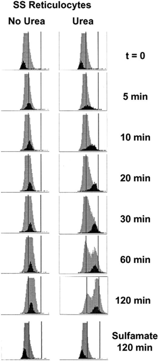 Figure 2. Advia 120 cellular hemoglobin concentration (CHC) frequency distributions in SS reticulocytes. Histograms for reticulocytes (black) are shown against the backdrop of the entire RBC population (gray) measured over time. The x-axis depicts CHC on a scale of 0-500 g/L (0-50 g/dL), and 280 and 410 g/L (28 and 41 g/dL) are represented by vertical lines. Cells were initially swollen (nystatin method) to 240 g/L (24 g/dL), then incubated in isotonic HEPES-buffered saline (HBS, pH 7.4) without (control) or with (urea) 600 mM urea. Samples were taken at various times, washed in HBS, and stored on ice until analyzed on the Advia 120. CHC distributions for cells incubated 2 hours in Cl-free media (sulfamate) without and with urea are also shown.