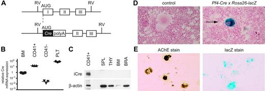 Figure 1. Selective expression of Cre in megakaryocytes and platelets in Pf4-Cre transgenic mic. (A) Pf4-Cre transgene construct. A codon-improved cDNA for Cre-recombinase was inserted by homologous recombination into bacterial artificial chromosome DNA containing the mouse Pf4 gene. Numbered boxes indicate Pf4 exons; polyA, bovine growth hormone polyadenylation signal; RV, EcoRV restriction sites. Note that exon 1 of Pf4 is deleted in the transgene construct. (B) Quantification of Cre mRNA expression by real-time PCR in Pf4-Cre mice. RNA from unfractionated bone marrow (BM), bone marrow cells separated into CD41+ or CD41− fractions, and platelets (PLT) were analyzed. Relative expression levels calculated by the ΔΔCT method are shown. One bone marrow sample was set to the value of 1. Horizontal lines mark the mean of the values from 3 mice. (C) Expression of the Cre protein in tissues from Pf4-Cre mice. Western blot probed with an anti-Cre antibody (top) and reprobed with an anti–β-actin antibody (bottom) is shown. SPL indicates, spleen; THY, thymus; BM, bone marrow; BRA, brain. (D) Detection of Cre-mediated recombination in Pf4-Cre mice using the ROSA26-lacZ reporter. Bone marrow cytospins from Pf4-Cre transgenic mice and controls are shown. Excision of a stop cassette flanked by loxP sites results in β-galactosidase activity that can be visualized by X-Gal staining (blue color). The samples were counterstained with nuclear fast red to visualize nuclei. Note that the blue staining is limited to cells with megakaryocyte morphology (arrows). (E) CD41+ magnetic cell sorting (MACS)–purified megakaryocytes from Pf4-Cre × ROSA26-lacZ mice were stained for acetylcholine esterase (left) or β-galactosidase activity (right).