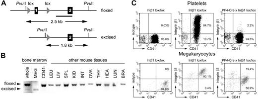 Figure 2. Efficiency and specificity of Cre-mediated excision in Pf4-Cre × integrin β1 lox/lox mice. (A) Diagram of integrin β1 floxed and excised alleles. Numbered black boxes represent coding exons, loxP sites are depicted as gray triangles. A thick line indicates the position of the Southern probe. (B) Southern blot analysis of genomic DNA from mouse tissues digested with PvuII and hybridized to the probe shown above. A composite picture of 2 blots is shown. Whole indicates unfractionated bone marrow cells; MEG, highly pure megakaryocytes obtained from bone marrow by FACS sort and subsequent TPO culture; CD41−, bone marrow depleted of CD41+ cells using antibodies and magnetic beads; LEU, peripheral blood leukocytes; LIV, liver; SPL, spleen; KID, kidney; INT, intestine; OVA, ovary; THY, thymus; HEA, heart; LUN, lung; BRA, brain. (C) Cell-surface expression of integrin β1 protein on platelets (top) or megakaryocytes (bottom) from mice with the indicated genotypes was assessed by flow cytometry. Megakaryocytes obtained from bone marrow cell cultures grown in the presence of recombinant TPO were used. Note that integrin β1 protein expression is virtually absent on platelets and markedly reduced on megakaryocytes from Pf4-Cre × integrin β1 lox/lox mice.