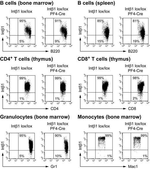 Figure 3. Three-color flow cytometry of different hematopoietic lineages from bone marrow, spleen, and thymus. After lysis of red blood cells, leukocytes were triple-stained with antibodies against the respective lineage markers (x-axis, PE) integrin β1 (y-axis, APC) and CD41 (not shown, FITC). CD41+ cells were excluded from the analysis by gating to minimize contamination by adhering platelets. A second gate was set to select cells positive for the respective lineage markers. The quadrants were set based on isotype controls. Analysis of peripheral blood leukocytes with a gate on CD41− cells led to similar results (not shown).