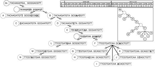 Figure 3. Genealogic analysis of CLL-cell subgroups from CLL subject 012. The 14 subgroups labeled A-N from CLL subject 012 (Figure 1) were sequentially arranged based on the assumption that descendant CLL-cell groups lower in the tree would have more somatic mutations than predecessor subgroups, that it would be unlikely for already mutated bases within the heavy and light chain immunoglobulin sequences to revert back to germ line sequences, and that the same mutation would not occur twice independently. In some instances, these assumptions could not be followed (subject 012, heavy chain at position 69 reverts back to germ line from stage D to E; subject 012, light chain at position 51 reverts back to germ line from stage E to F; patient 151, lambda light chain at position 31b, the same mutation occurs twice independently); therefore, efforts were made to minimize instances where these assumptions were violated. The germ line sequence (GL) is indicated at the top of the tree, and each subgroup is designated with its respective letter (A-N). The number of sequences or CLL cells in each group is listed in Figure 1. For the sequence data in the figure, only the bases which indicated the positions of partially shared and unique mutations are shown. The germ line base positions for each chain are indicated in the grid. Sequence changes from each previous subgroup are indicated in bold and underlined. For simplicity, shared mutations are not shown and are listed in Figure 1. Sequence data subgroups shown in lowercase letters and with a dashed circle label are intermediates that were not identified but whose existence was postulated.