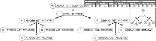 Figure 4. Genealogic analysis of CLL-cell subgroups from CLL subject 151. The 8 subgroups labeled A-H from CLL subject 151 (Figure 2) were sequentially arranged based on the assumptions listed in Figure 3. The number of sequences or CLL cells in each group is listed in Figure 2. The description and labeling of sequence data are described in Figure 3.