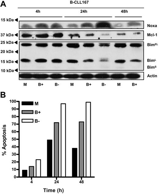 Figure 5. Noxa up-regulation via transient treatment with bortezomib affects CLL survival. Freshly isolated peripheral blood B-CLL cells were treated for 4 hours with 20 nM proteasome inhibitor bortezomib. Cells were then washed and cultured in fresh medium, or incubation was continued. (A) At the indicated time points, cell lysates were prepared and probed for expression of Noxa, Mcl-1, Bim, and Actin protein by Western blot. Indicated below the lanes: untreated (M), bortezomib washed away after 4 hours (B+), and bortezomib without washing (B-). The decrease in Mcl-1 levels in bortezomib-treated cells at 24 and 48 hours could be inhibited by the pan-caspase inhibitor z-VAD (data not shown). Because of massive cell death after 48 hours in the presence of bortezomib, these lysates did not yield sufficient protein for analysis. (B) Apoptosis of cells was determined by annexin V staining. Spontaneous apoptosis in medium was approximately 50%, which was increased by bortezomib treatment. Results are representative for 3 separate experiments.