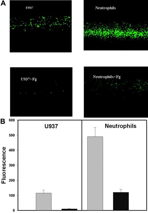 Figure 7. Effect of soluble fibrinogen on adhesion of U937 cells and neutrophils to fibrin under flow conditions. The fibrin gels containing the inner capillary were prepared in glass tubes as described in the “Materials and methods.” The fibrin gels were flushed with HBSS-BSA buffer with or without 2 mg/mL fibrinogen for 15 minutes at 37°C. Calcein-labeled U937 cells or neutrophils were resuspended at 106/mL in HBSS-BSA containing or not 2 mg/mL fibrinogen and perfused through the fibrin tubes. U937 cells were perfused at a wall shear rate of 50 sec−1 for 20 minutes and neutrophils at 100 sec−1 for 3 minutes. (A) Adherent cells were viewed with a Leica DMIRB fluorescence microscope. Fg indicates fibrinogen. (B) Fluorescence of adherent cells flowed through the fibrin substrates in the absence (⊡) or presence (▪) of fibrinogen was determined using a CytoFluor plate reader. Results shown are the means ± SE of 2 separate experiments performed with quadruplicate measurements.