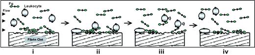Figure 8. Model of the antiadhesive effect of fibrinogen. A model of the proposed mechanism by which soluble fibrinogen inhibits leukocyte adhesion to the fibrin clot. (i) Plasma fibrinogen interacts with fibrin clot, forming a layer consisting of loosely bound molecules. This results in the formation of a “feeble” adhesive substrate. Under flow conditions, fibrinogen in the stream is in dynamic equilibrium with surface-bound fibrinogen. (ii) Flowing leukocytes can engage either the insoluble fibrin matrix (cell 1) or fibrinogen bound to the surface of the clot (cells 2 and 3). (iii) There are 2 main sequels for cells, depending on the substrate to which they adhere. Leukocytes that attach directly to the fibrin matrix remain adherent (cell 1), whereas cells that engage loosely bound molecules in the fibrinogen-fibrin layer (cells 2 and 3) slip off, not being able to hold the clot. (iv) The vacant binding sites on the fibrin clot are replenished with new fibrinogen molecules from an abundant pool of flowing fibrinogen which renew the antiadhesive layer, and new leukocytes approach the clot making either brief encounters or stable adhesions. Soluble fibrinogen is depicted as a 3-modular structure. Leukocytes are depicted as shaded balls with integrins shown as dark rectangles.