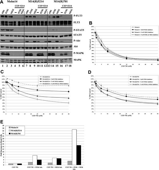 Figure 6. Resistance to FLT3 TKIs is partially mediated through activation of Akt and/or MAPK signaling pathways. (A) Molm14, M14(R)5214, and M14(R)701 cells (10 × 106 cells) were treated with 5 μM PI3K or MEK inhibitors and/or 50 nM CEP-5214 for 1 hour at 37°C. Immunoprecipitates and total protein extracts were resolved by 8% SDS-PAGE or 10% SDS-PAGE, respectively, and subjected to immunoblot analysis with the indicated phospho-specific antibodies. The same blots were then stripped and reprobed with protein-specific antibodies. (B) Molm14, (C) M14(R)5214, and (D) M14(R)701 cells (300 000 cells/mL) were incubated with 0 to 50 nM CEP-701 and/or 5 μM PI3K or MEK inhibitors for 48 hours at 37°C. Cellular activity/proliferation was determined using the MTT assay in triplicates and normalized to control cells that were not treated with CEP-701. (E) Cells (300 000 cells/mL) were incubated with 25 nM CEP-701 and/or 5 μM PI3K inhibitor and/or 5 μM MEK inhibitor for 48 hours at 37°C. Induction of apoptosis was assessed by measuring annexin V/7-AAD binding by flow cytometry. Values indicate relative fold increase in the percentage of cells that were annexin V/7-AAD positive. Results are representative of 2 independent experiments. Error bars indicate SEM.