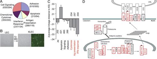 Figure 1. Analysis of the immune transcriptome of KLECs. (A) Schematic representation and functional grouping of the 899 genes used for immune transcriptome analysis. The numbers of Affymetrix hg-u133+2 GeneChip probe-sets and genes for each group are shown in parentheses. (B) Spindle-shaped KLECs were 40% to 50% GFP+ 3 to 4 days after infection. (C) Plot showing the difference between the average linkage distance of LEC and KLEC immune transcriptomes to that of KS, for the whole immune group, and for each functional group. Negative values indicate a drift of the transcriptome toward KS after infection. A drift toward KS is observed for the 3 immune-specific groups (in red). P values are shown to indicate significance (see “Materials and methods” for P value calculation). (D) Schematic representation of our GEM data showing that expression of genes involved in class I antigen presentation is higher in KLECs than LECs (q < 0.005). Up-regulated genes are shown in red, whereas unaffected genes are shown in black. Expression of β2-m, ICAM-1, LMP2, LMP7, TAP1, TAP2, and HLA-C is also significantly higher in KS compared to normal skin (q < 0.01). Black circles represent antigenic peptides. MHC-IHC indicates MHC-I heavy chain; LMP, large multifunctional peptidase; MECL1, multicatalytic endopeptidase complex subunit 1; TAP, transporter associated with antigen processing; ERp57, endoplasmic reticulum P58; β2m, β2-microglobulin; ICAM, intercellular adhesion molecule; LFA, lymphocyte function-associated antigen; TCR, T-cell receptor.