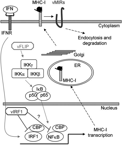 Figure 7. Regulation of MHC-I expression by KSHV. MHC-I transcription is activated by IFN and NF-κB signaling. In addition to posttranscriptional MHC-I regulation by the vMIRs during lytic replication, KSHV regulates MHC-I transcription. Activation of NF-κB transcription by vFLIP leads to MHC-I up-regulation, ensuring controlled viral dissemination during latency. The vFLIP activity and IFN induction of MHC-I are regulated by vIRF1, which binds CBP and inhibits MHC-I expression by blocking IRF1 and possibly NF-κB transcription.