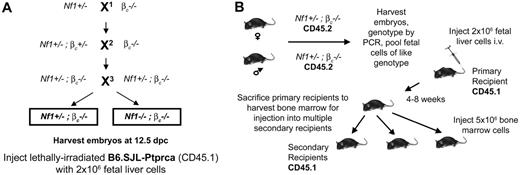 Figure 1. Experimental design of transplants. (A) Three classes of embryos result from the genetic crosses. X1 is an outcross of Nf1+/− -to βc−/− mice. This is to establish Nf1 and βc null alleles within the same animal. X2 is another outcross to βc−/− mice to homozygose the βc allele in Nf1+/−, βc−/− mice. By intercrossing, Nf1+/−, βc−/− mice X3, the 2 classes of embryos are generated. (B) To test the effect loss of βc has on Nf1−/−-induced MPD, Nf1+/−, βc−/− mice are intercrossed and fetal livers from embryos of the correct genotype are harvested. Lethally irradiated recipients are injected with 2 million fetal liver cells and allowed a 4- to 8-week recovery period. These primary recipients are then killed to provide bone marrow for secondary recipient transplantation.