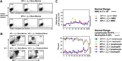 Figure 2. Engraftment but lack of MPD in Nf1−/−, beta c−/− recipients. (A) Bone marrow from 3 representative irradiated mice given transplants with Nf1−/−, beta c−/− (top panel) and Nf1+/−, beta c−/− (bottom panel) cells was mostly comprised of cells expressing donor CD45.2, with only a few cells staining positive for CD45.1. Recipients that do not receive donor cells do not stain for the donor-cell marker (data not shown). (B) Flow cytometric analysis of 2 representative mice. Bone marrow and peripheral blood stained for the cell-surface markers Gr-1 and Mac-1, markers commonly associated with mature granulocytes. Similar staining profiles were seen in all recipients. Ranges of double-positive Gr-1/Mac-1 cells in both cohorts, bone marrow 52% to 68% and peripheral blood 12% to 20%. (C) Peripheral-blood analysis monitored over 46 weeks Nf1+/−, beta c−/−and Nf1−/−, beta c−/− secondary recipients. Animals that display symptoms of MPD would show drastic increases in total WBC counts outside of the range indicated by the bar. Left graph illustrates peripheral-blood analysis monitored over 56 weeks Nf1+/−, beta c−/− and Nf1−/−, beta c−/− secondary recipients. Upper lines are lymphocyte percentages and lower lines are neutrophil percentages. Animals that display symptoms of MPD would show drastic increases in neutrophil percentages and reductions in lymphocytes, with values outside of the normal ranges indicated by the dotted (lymphocyte) and solid (neutrophil) bars. Four data points included for Nf1+/+, beta c+/+ primary recipients to illustrate normal values.