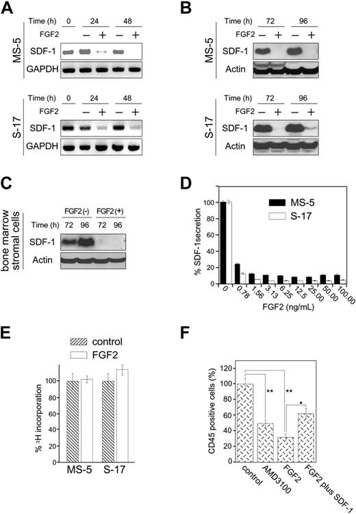 Figure 1. Effects of FGF2 on stromal cell production of SDF-1. (A) Semiconfluent cultures of MS-5 and S-17 cells were incubated in medium alone or with FGF2 (50 ng/mL). At the indicated time points, total RNA was extracted and tested by semiquantitative RT-PCR for SDF-1 and GAPDH mRNAs (representative experiment of 3). (B) Semiconfluent cultures of MS-5 and S-17 cells were incubated with or without FGF2 (50 ng/mL) for the indicated times. SDF-1 content was measured by Western blotting in cell lysates. After immunoblotting for SDF-1, the membranes were reprobed with antibodies to actin (representative experiment of 3 performed). (C) Semiconfluent cultures of primary bone marrow stromal cells were incubated with or without FGF2 (50 ng/mL) for the indicated times. SDF-1 content was measured by Western blotting in cell lysates. After immunoblotting for SDF-1, the membranes were reprobed with antibodies to actin (representative experiment of 3 performed). (D) MS-5 and S-17 cells were cultured with FGF2 at various concentrations (0-100 ng/mL) for 72 hours; levels of SDF-1 were measured in the culture supernatants. The results reflect the means (± SD) of triplicate determinations (representative experiment of 3 performed). (E) Effects of FGF2 (50 ng/mL) on MS-5 and S-17 cell proliferation. MS-5 cells and S-17 cells were detached, washed twice with PBS, suspended in culture medium (αMEM containing 10% FBS), and incubated (2000 cells/well in 0.2 mL culture medium; triplicate cultures in 96-well plates) with the addition of medium only or medium with FGF2 (50 ng/mL). After 64-hour incubation, DNA synthesis was measured by 3H thymidine deoxyribose uptake. The results, expressed as mean (± SD) cpm/culture, from 3 independent experiments are shown. (F) Effects of exogenous SDF-1 on hematopoietic progenitor cell growth onto stromal cells. MS-5 feeders (12-well plate) were pretreated for 72 hours with or without FGF2 (50 ng/mL). After washing, FGF2-treated feeders were incubated with medium only or with recombinant human SDF-1 (500 ng/mL) for 2 hours. After removal of culture supernatants from all wells, human CD34+ peripheral blood progenitor cells (PBSCs, 1.0 × 105 cells/well, 3 wells/group) were added onto treated and untreated MS-5 cells. CD34+ cells were added in medium alone or medium with AMD3100 (5 μg/mL) onto untreated feeders; and CD34+ cells were added in medium with FGF2 (10 ng/mL) alone or FGF2 plus SDF-1 (500 ng/mL) onto FGF2-treated only and FGF2-treated and SDF-1–replenished feeders, respectively. Cocultures were incubated for 3 weeks with replenishment of culture medium alone (0.5 mL) or with the appropriate additives (10 ng/mL FGF2, 5 μg/mL AMD3100, 10 ng/mL FGF2 plus 500 ng/mL SDF-1) twice/wk. Nonadherent viable cells were counted and analyzed by FACS at the end of incubation. Control indicates untreated MS-5 cells plus untreated CD34+ cells; AMD3100, untreated MS-5 cells plus untreated CD34+ cells plus AMD3100; FGF2, MS-5 feeders treated with FGF2 plus untreated CD34+ cells; and FGF2 plus SDF-1, MS-5 feeders treated with FGF2 plus SDF-1–treated CD34+ cells. The percent growth of PBSCs was calculated as (CD45+ cell number with AMD3100, FGF2, or FGF2 plus SDF-1/CD45+ cell number with no additive) × 100 (%). The results reflect the means (± SD) of 3 independent experiments. The asterisk denotes statistical significance (**P < .01; *P < .05).