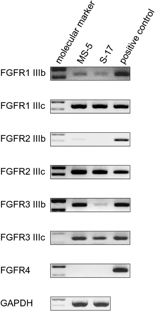 Figure 2. Expression of FGF receptors in stromal cells. Expression of FGFRs in MS-5 and S-17 cells was detected by RT-PCR. Total RNA extracted from MS-5 cells and S-17 cells was subjected to RT-PCR using specific primer pairs. RNA quality was evaluated in all samples by parallel RT-PCR for GAPDH. Absence of contaminating genomic DNA was ensured by RNA-PCR. PCR products were separated on a 2% agarose gel prestained with 1 μg/mL ethidium bromide and visualized under UV light. Representative results from at least 2 independent experiments are shown.