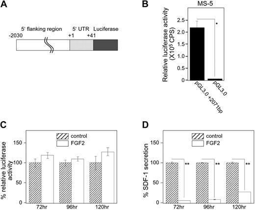 Figure 5. Effects of FGF2 on SDF-1 promoter activity. (A) Schematic representation of the SDF-1 promoter-reporter construct pGL3.0+2071bp. An approximately 2.2-kb DNA fragment containing SDF-1 upstream sequences and the partial coding sequence (−2030 to +149 relative to the transcription start site) was amplified by PCR, and the fragment (−2030 to +41) was inserted into the reporter vector pGL3.0-Basic. (B) MS-5 cells were transfected with pGL3.0-Basic (250 ng/well) plus phRL-SV40 (Renilla luciferase reference control plasmid, 2.5 ng/well) or with pGL3.0+2071 bp (250 ng/well) plus phRL-SV40 (2.5 ng/well). All assays were carried out at least in triplicate sets and repeated twice. After 24-hour incubation, firefly luciferase activity was evaluated. Transfection efficiency was adjusted by Renilla luciferase activities (relative luciferase activity). CPS indicates counts per second. (C-D) pGL3.0+2071 bp-transfected MS-5 cells were stimulated with or without FGF2 (50 ng/mL) for a period of 72, 96, or 120 hours. Cell lysates and culture supernatants were obtained for luciferase assay and SDF-1 ELISA, respectively. All experiments were performed at least in triplicate and repeated 3 times. The percent relative luciferase activity was defined as follows: (relative luciferase activity in FGF2-stimulated group/relative luciferase activity in control group) × 100 (%). The percent SDF-1 secretion was calculated as follows: (SDF-1 secretion in FGF2-stimulated group/SDF-1 secretion in control group) × 100 (%). Error bars denote standard deviations of 3 experiments; asterisks denote statistical significance (*P < .05; **P < .001).